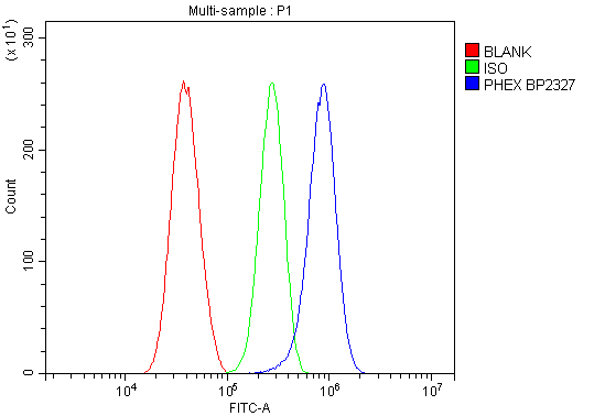 a02078 phex primary antibodies fc testing 4