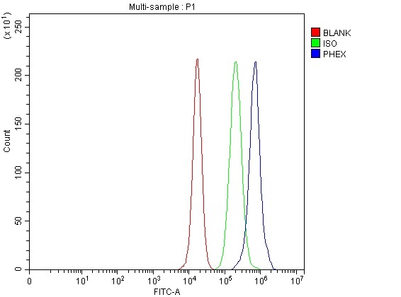 a02078 phex primary antibodies fcm testing 1