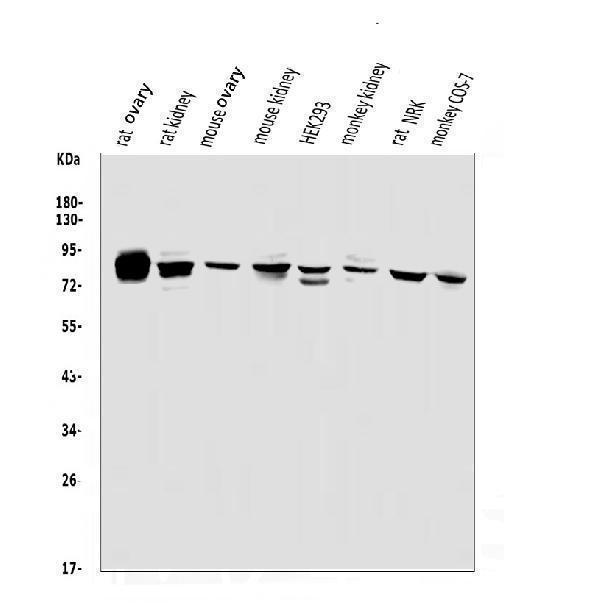  Western blot analysis of PHEX using anti-PHEX antibody (A02078)