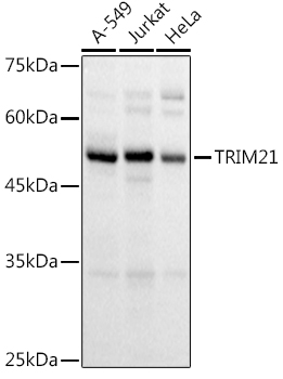 a02079 1 trim21 primary antiboties wb testing 1