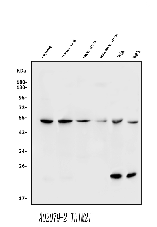  Western blot analysis of TRIM21/SS-A using anti-TRIM21/SS-A antibody (A02079-2)