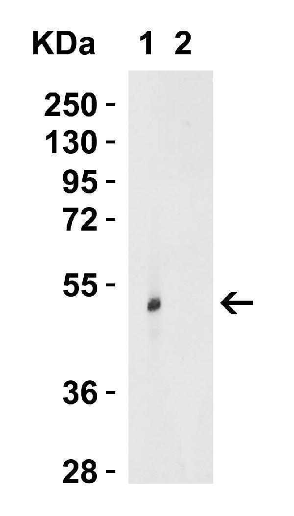 a02079 trim21 primary antibodies wb testing 1