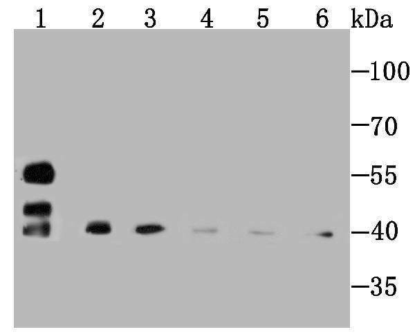 a02080 1 smyd3 primary antiboties wb testing 1