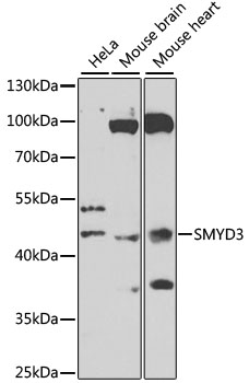 a02080 smyd3 primary antiboties wb testing 1