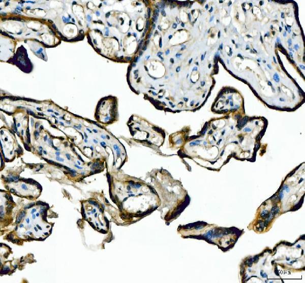 a02082 2 acp3 primary antibodies ihc testing 2