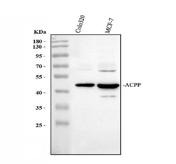 a02082 2 acp3 primary antibodies wb testing 1