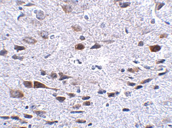 Immunohistochemistry of Bora in mouse brain tissue with Bora antibody at 2