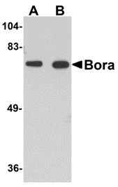 Western blot analysis of Bora in mouse brain tissue lysate with Bora antibody at (A) 1 and (B) 2 μg/mL