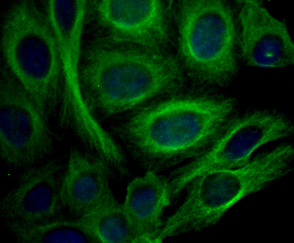 ICC staining Apolipoprotein A II in HepG2 cells (green)