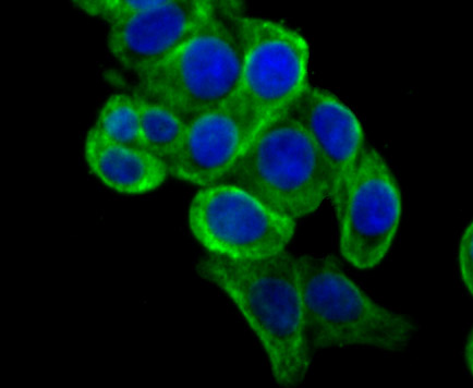 ICC staining Apolipoprotein A II in LOVO cells (green)