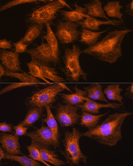 Immunofluorescence analysis of C6 cells using Apolipoprotein A2 Rabbit pAb  at dilution of 1:100