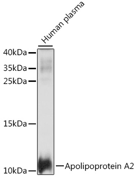 Western blot analysis of extracts of human plasma, using Apolipoprotein A2 antibody  at 1:1000 dilution