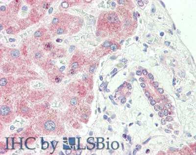 a02089 1 spry2 primary antibodies ihc testing 3_1