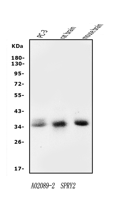 a02089 2 spry2 primary antibodies wb testing 1