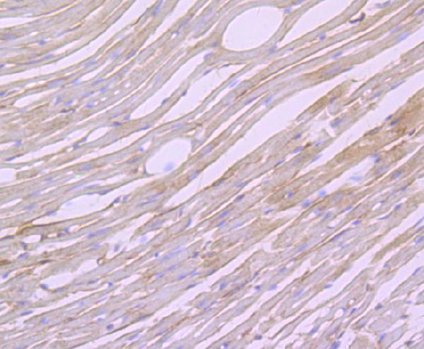Immunohistochemical analysis of paraffin-embedded mouse heart tissue using anti-Biglycan antibody