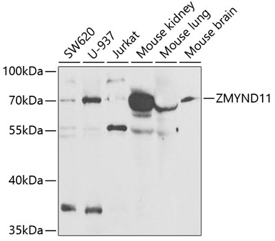 Western blot analysis of extracts of various cell lines, using ZMYND11 antibody  at 1:1000 dilution