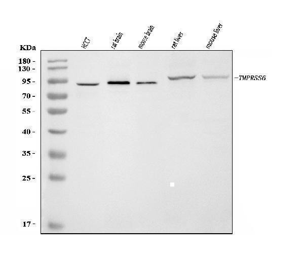 a02093 1 tmprss6 primary antibodies wb testing 1