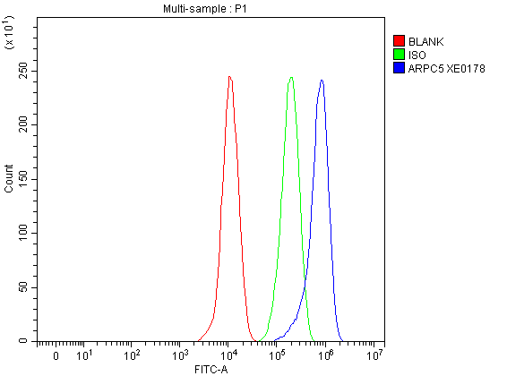 a02096 1 arpc5 primary antibodies fcm testing 1