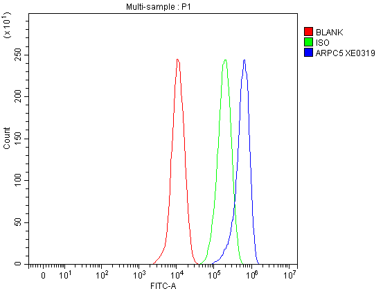 a02096 1 arpc5 primary antibodies fcm testing 2