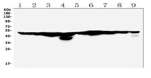 a02097 fh primary antibodies wb testing 1