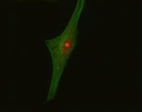  IF analysis of CRKL using anti-CRKL antibody (A02100-1) and anti-Tubulin Alpha antibody (M03989-3)