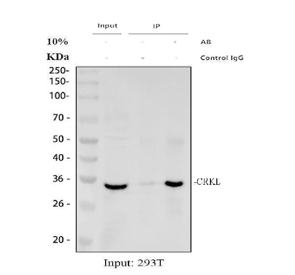 Immunoprecipitating (IP) CRKL in 293T whole cell lysate