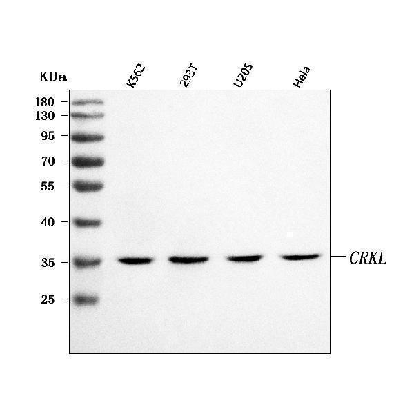  Western blot analysis of CRKL using anti-CRKL antibody (A02100-1)