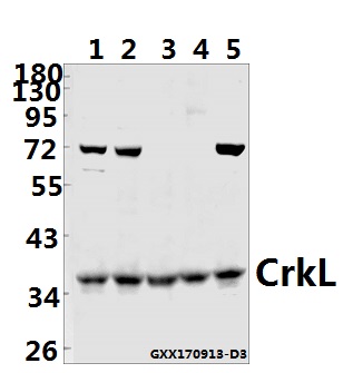 Western blot (WB) analysis of CrkL (P201) pAb at 1:500 dilution
Lane1:K562 whole cell lysate(40ug)
Lane2:SGC7901 whole cell lysate(40ug)
Lane3:C6 whole cell lysate(40ug)
Lane4:3T3-L1 whole cell lysate(40ug)
Lane5:MCF-7 whole cell lysate(40ug)