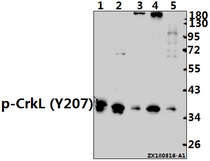 Western blot (WB) analysis of p-CrkL (Y207) pAb at 1:500 dilution
Lane1:MCF-7 whole cell lysate(40ug)
Lane2:HEK293T whole cell lysate(40ug)
Lane3:PMVEC whole cell lysate(40ug)
Lane4:CT26 whole cell lysate(40ug)
Lane5:SGC7901 whole cell lysate(40ug)