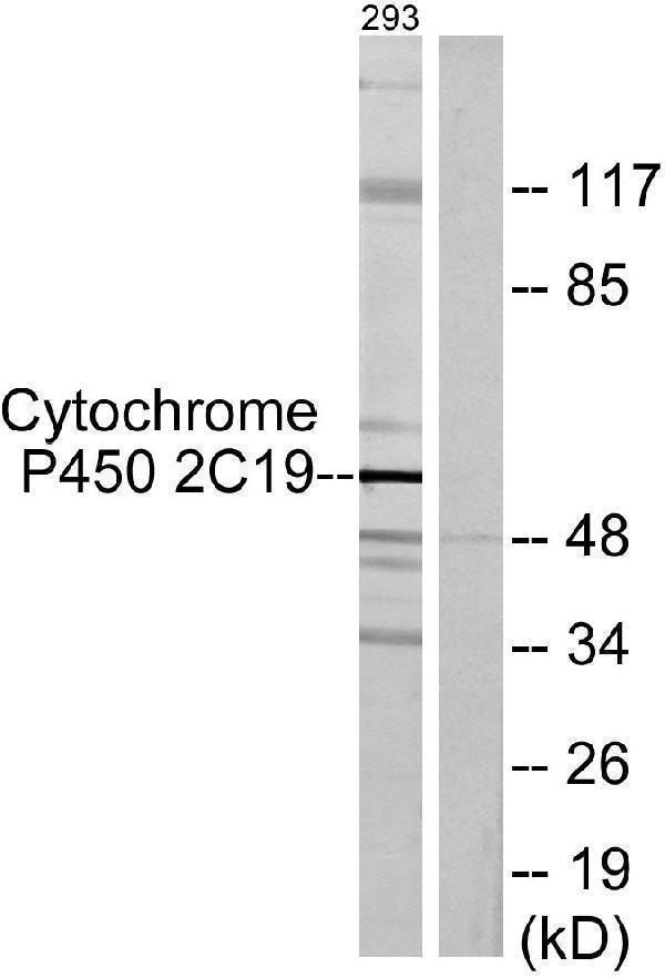 Western blot analysis of lysates from 293 cells, using Cytochrome P450 2C19 Antibody