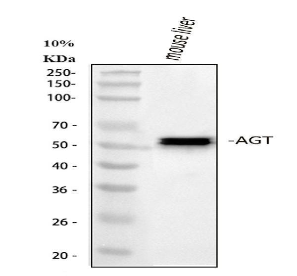 a02103 1 agt primary antibodies wb testing 1