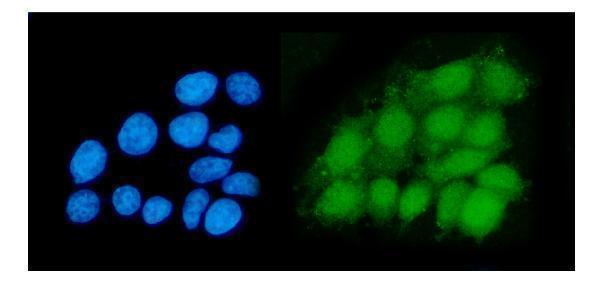 a02106 2 dhps primary antibodies if testing 4