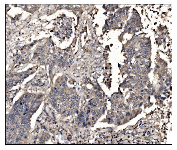 a02106 2 dhps primary antibodies ihc testing 2