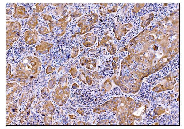 a02106 2 dhps primary antibodies ihc testing 3