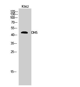 a02106 dhps primary antibodies wb testing 3