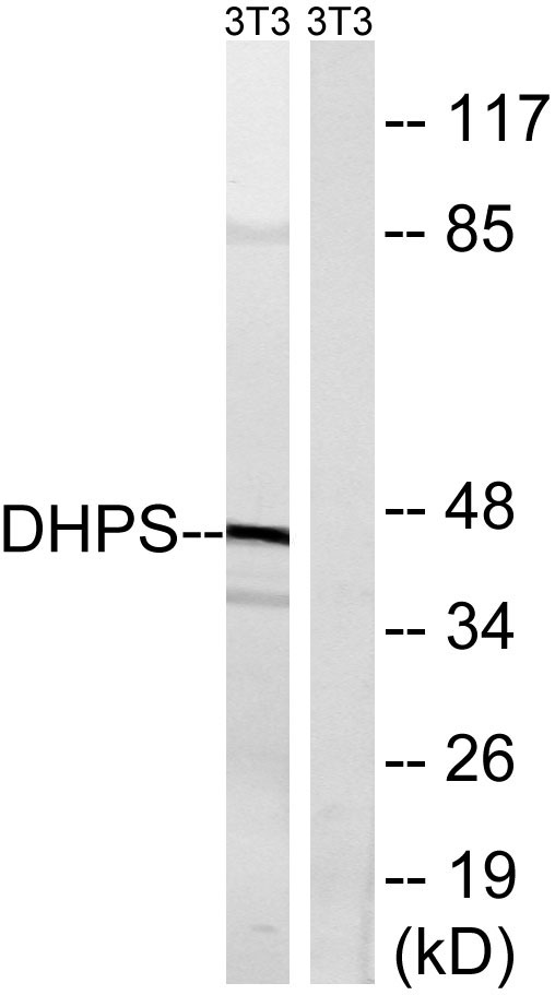 a02106 dhps primary antibodies wb testing 4