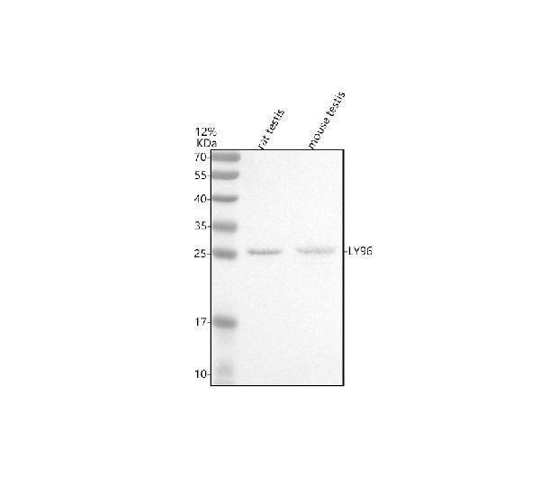 a02107 2 ly96 primary antibodies wb testing 1