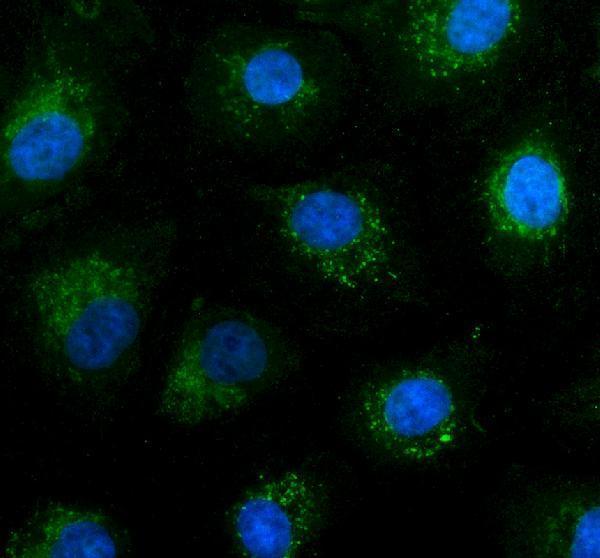 a02109 2 shb primary antibodies if testing 1