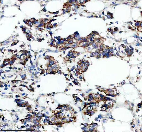 a02109 2 shb primary antibodies ihc testing 1