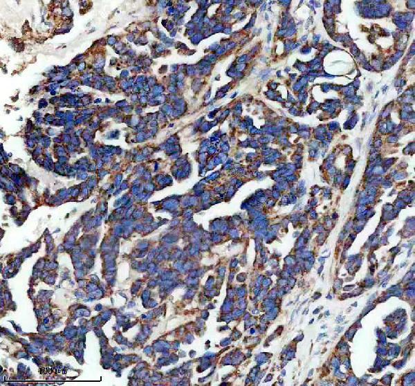 a02109 2 shb primary antibodies ihc testing 2