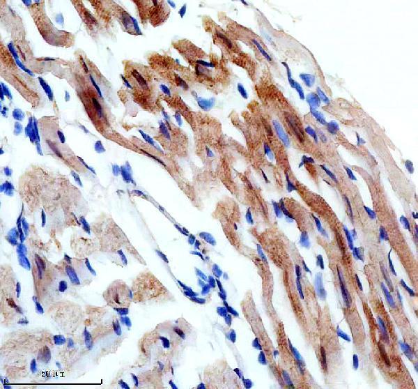 a02109 2 shb primary antibodies ihc testing 3