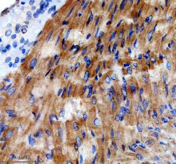 a02109 2 shb primary antibodies ihc testing 4