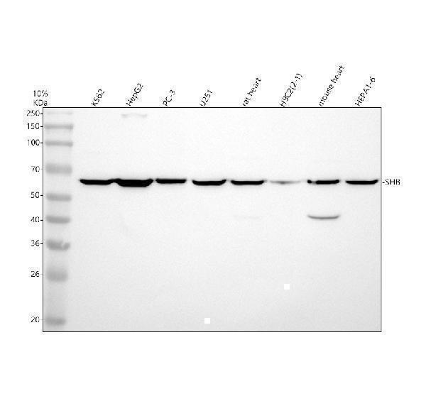 a02109 2 shb primary antibodies wb testing 1