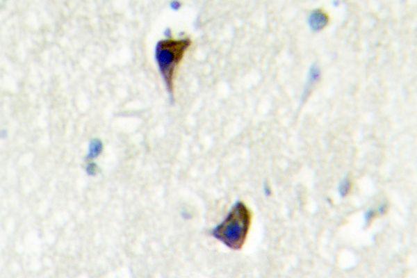Immunohistochemistry (IHC) analyzes of AR-α1A (Q365) pAb in paraffin-embedded human brain tissue