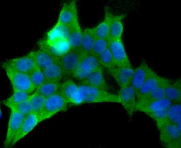 ICC staining Pumilio 1 in 293T cells (green)