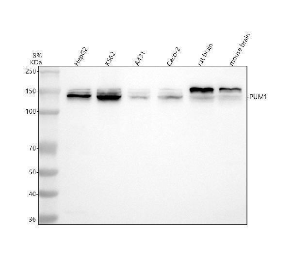  Western blot analysis of PUM1 using anti-PUM1 antibody (A02111-2)