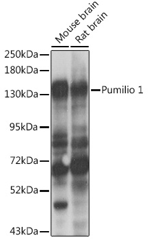 Western blot analysis of extracts of various cell lines, using Pumilio 1 antibody  at 1:1000 dilution