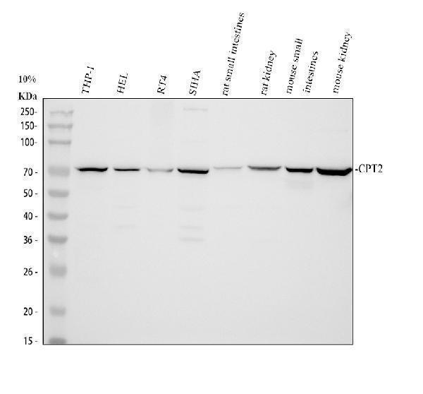 a02112 1 cpt2 primary antibodies wb testing 1_1