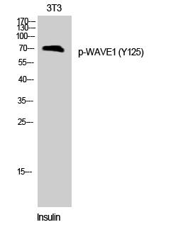 Western Blot analysis of 3T3 cells using Phospho-WAVE1 (Y125) Polyclonal Antibody