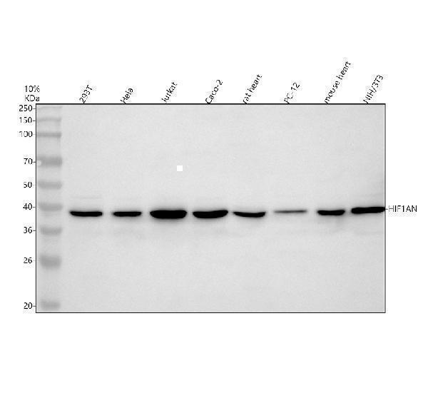 Western blot analysis of HIF1AN using anti-HIF1AN antibody (A02116-2)